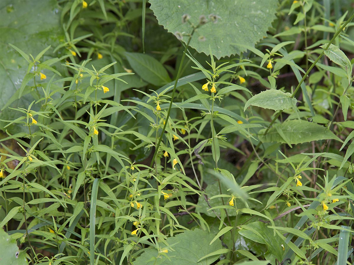 Melampyrum sylvaticum